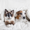 Pets