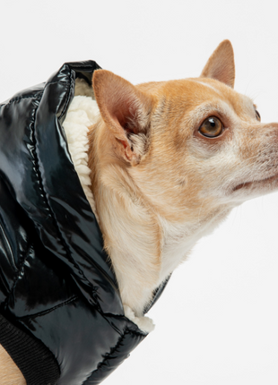 Emma Dog Jacket – Shiny Black Water-Resistant Winter Coat