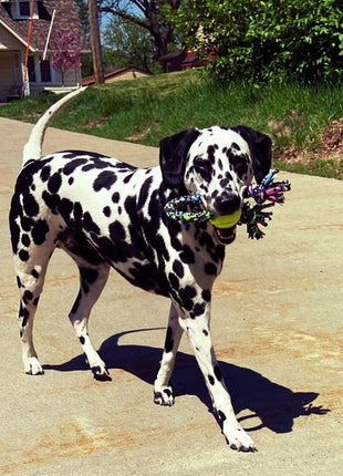 ReRope Small Looper with Tennis Ball Upcycled Fabric Rope Dog Toys