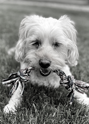 ReRope Small Looper with Tennis Ball Upcycled Fabric Rope Dog Toys